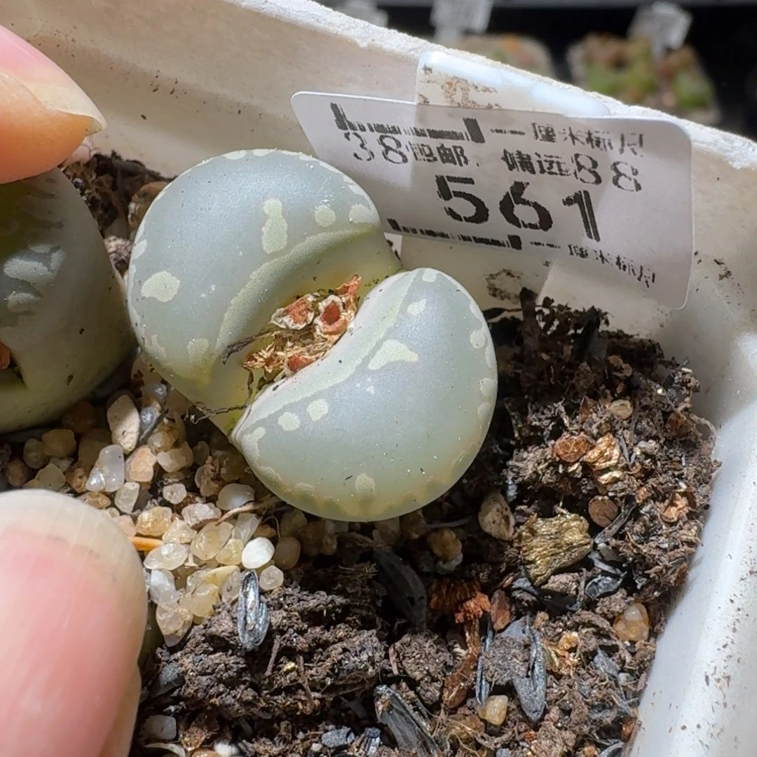Sss新年福利款561