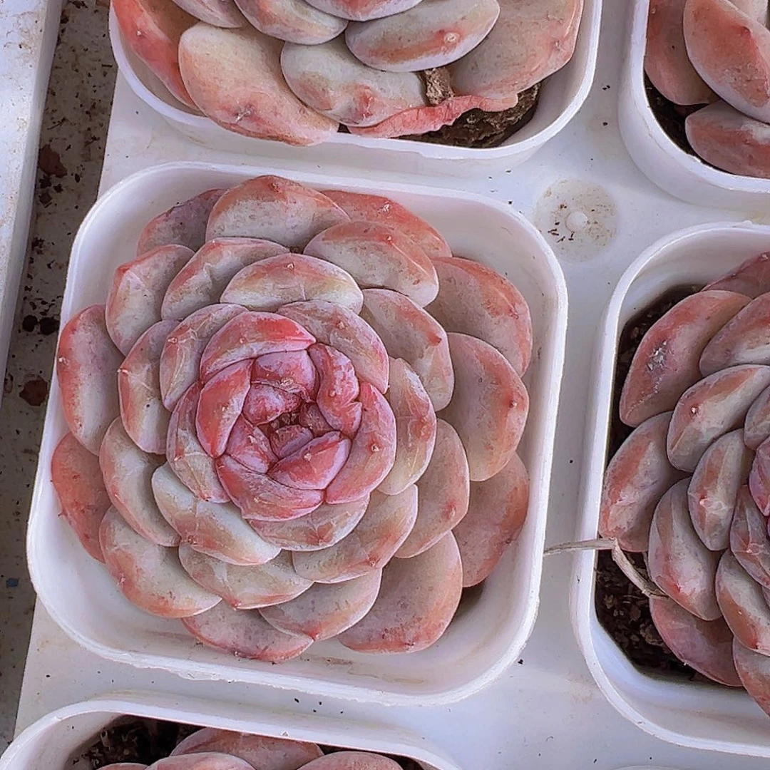 紫烟冰魄19包邮多肉