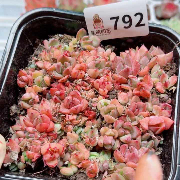 多肉植物多肉植物