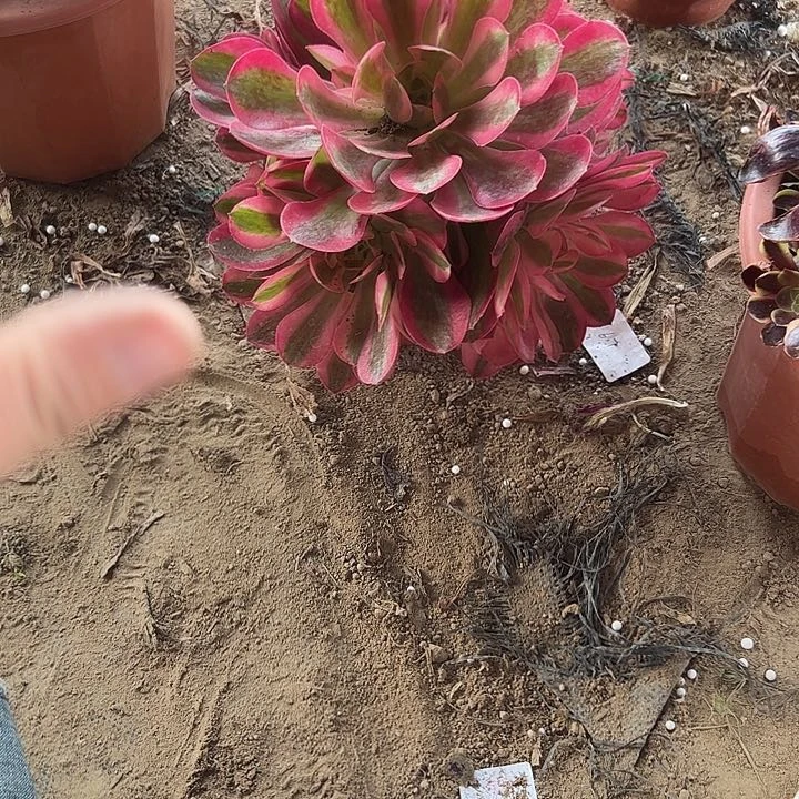 15包邮一物一拍粉女巫