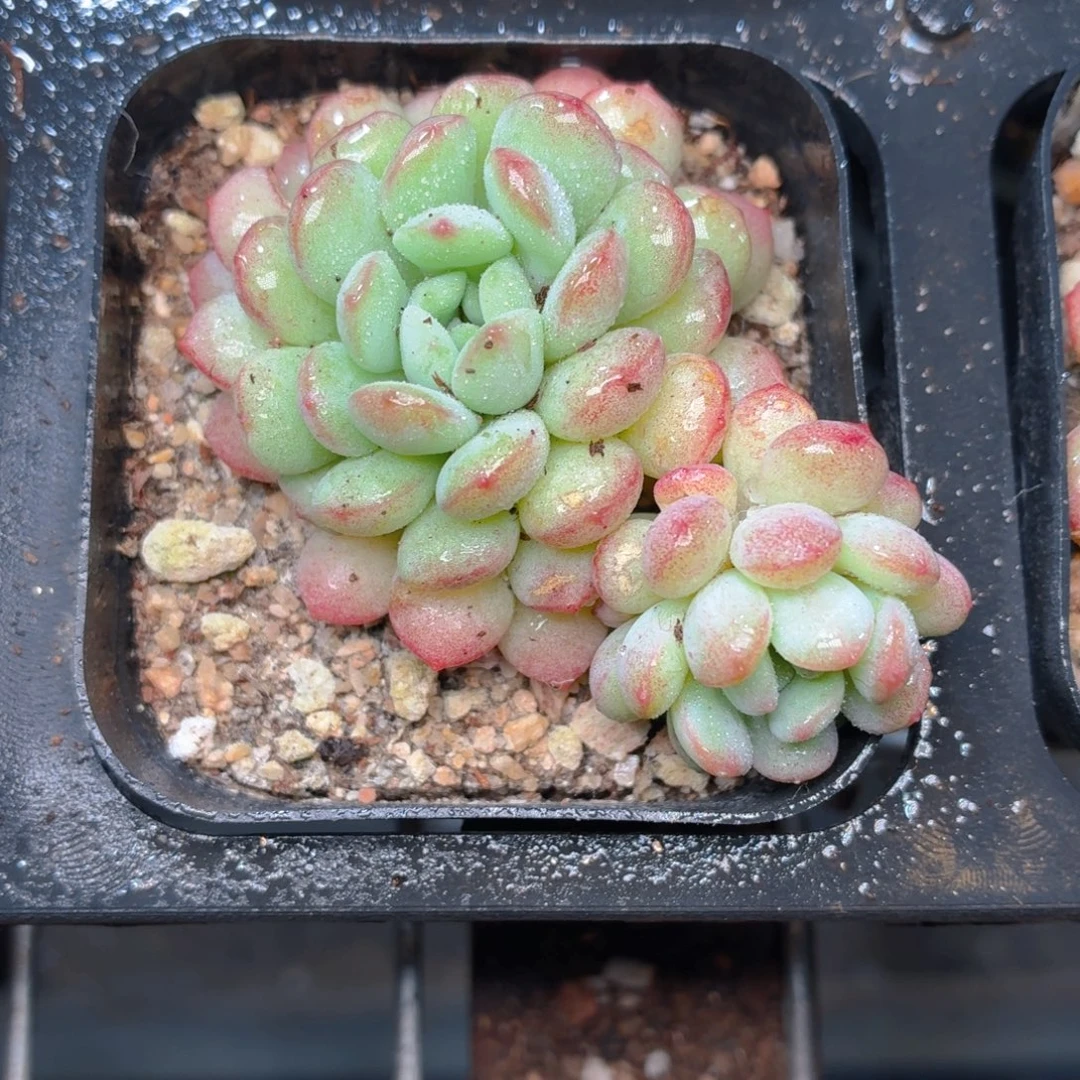 萌豆多肉9.9包邮发货