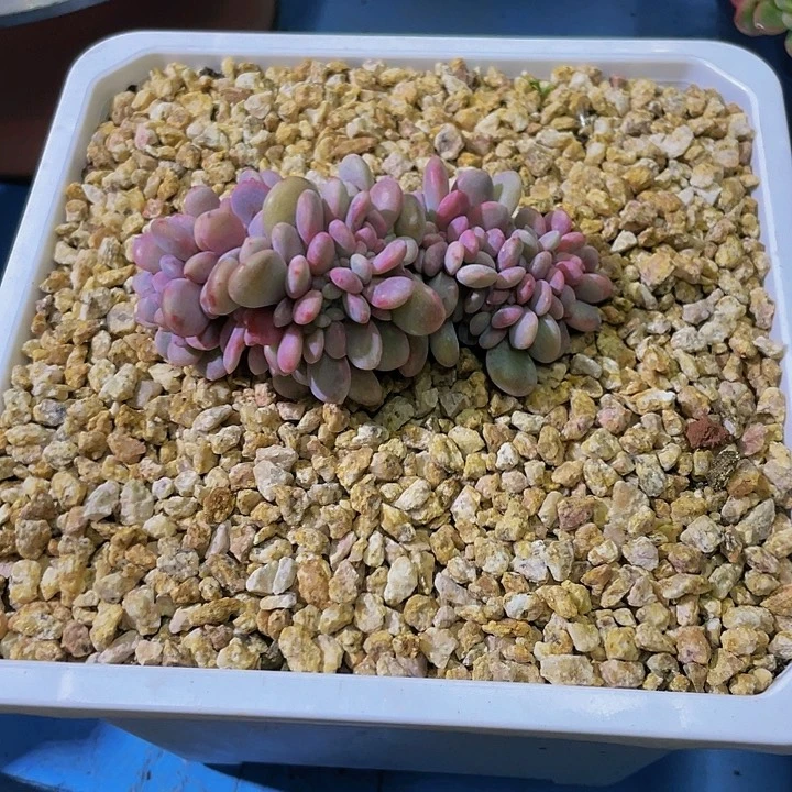 一物一拍一物一拍