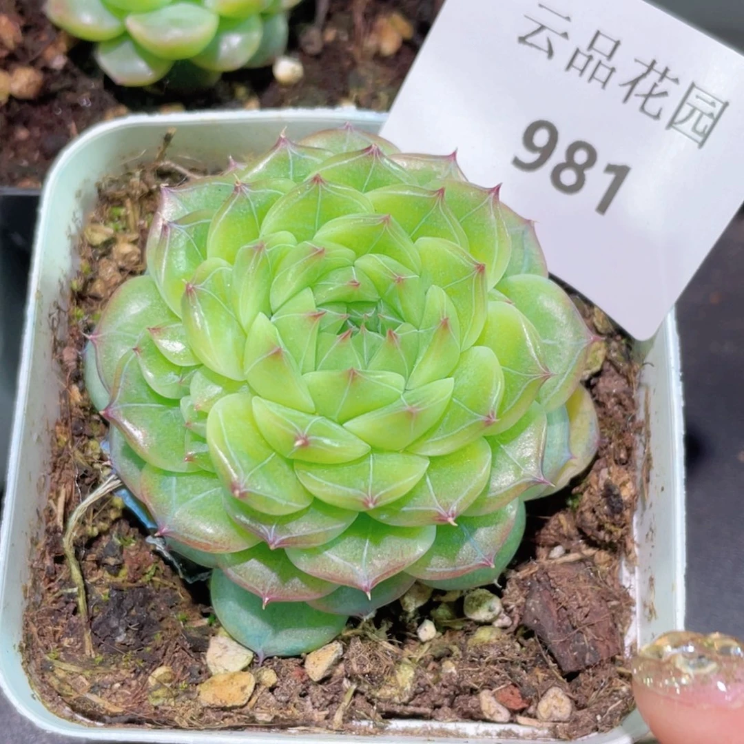 司*981号糖心冰心珍妮