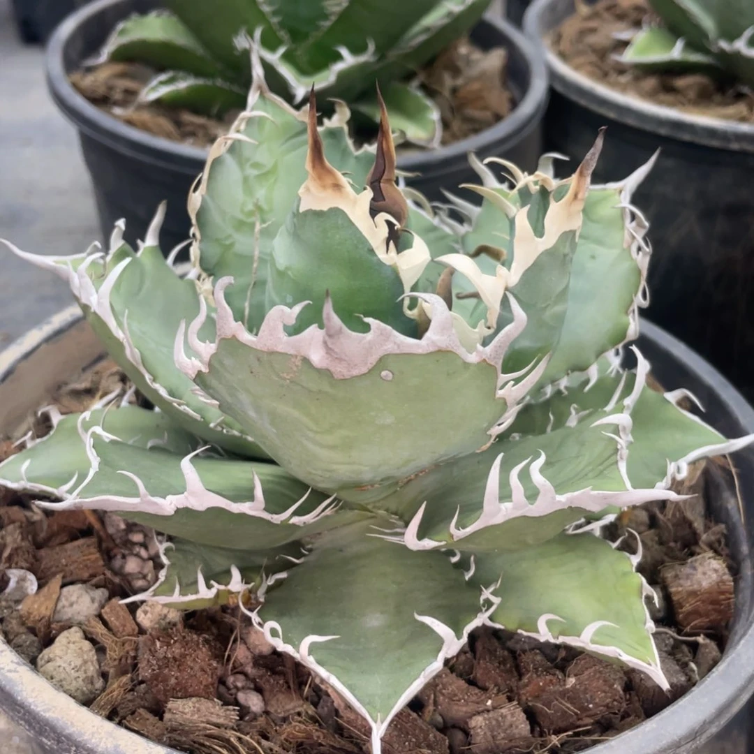 野二6666666666666666