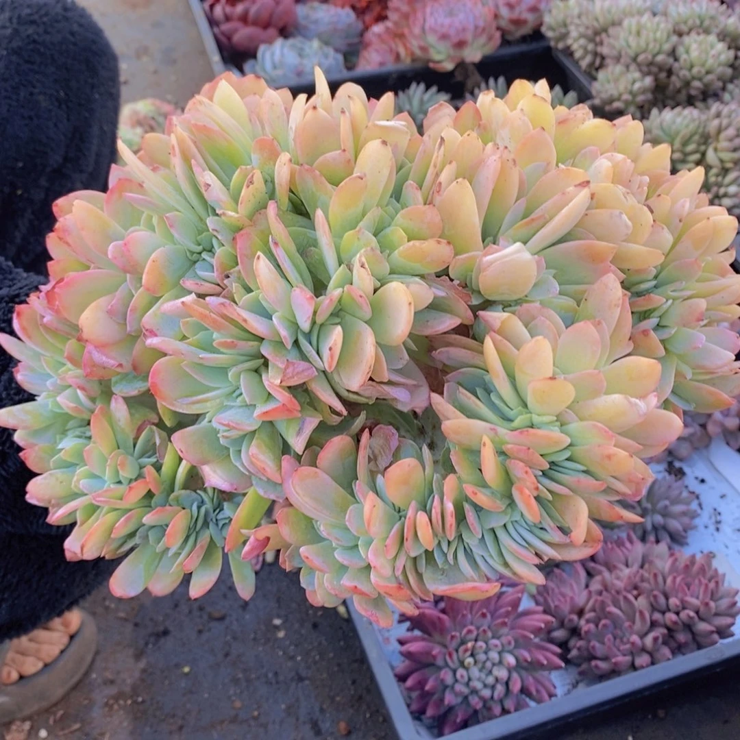 小***狸多肉植物多肉植物