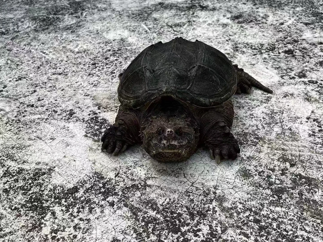 观赏佛鳄龟直播下单链接