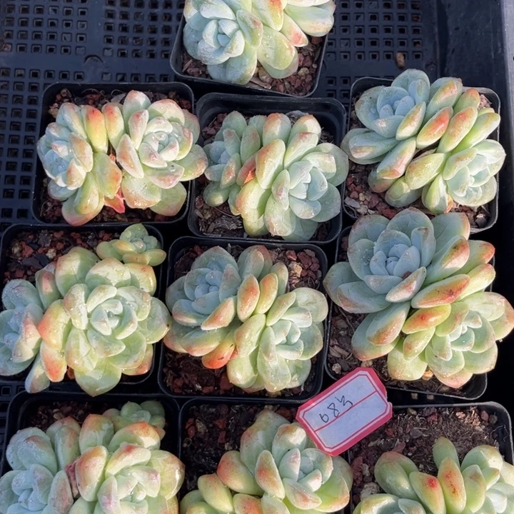 冰玉多肉七方盆一组08号