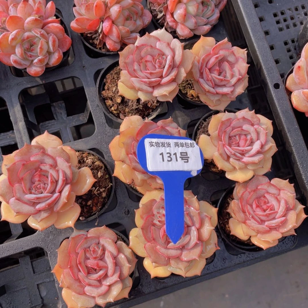 131号花朵脸高腿粉蝶单头一个