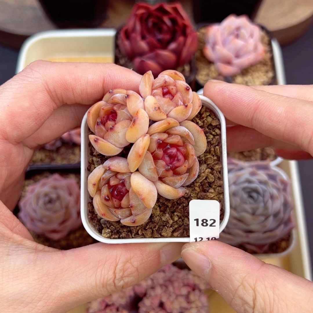 好好看182、哈哈哈哈