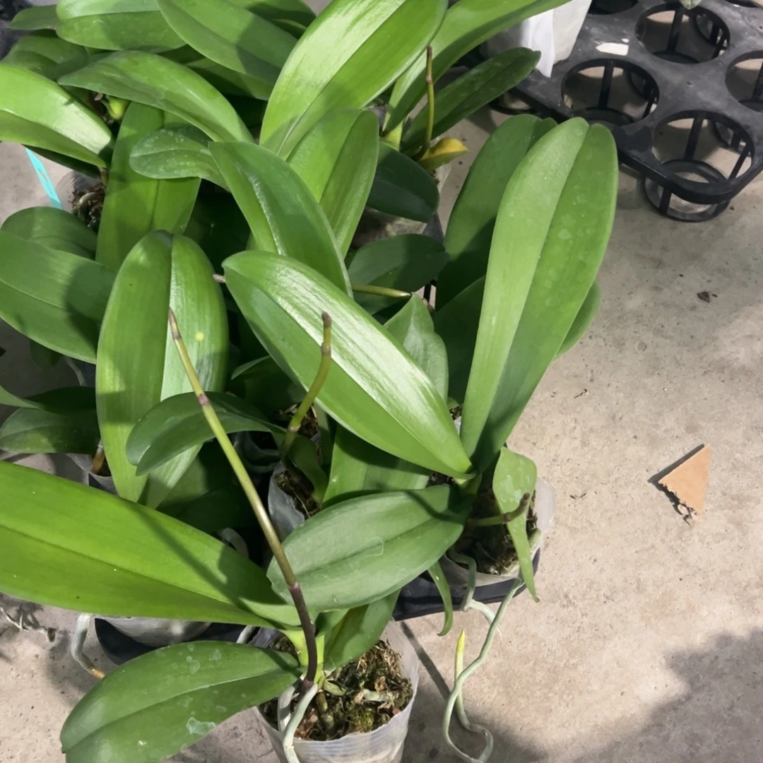 当前无花栽培后可以开花带剑3寸盲盒凑单发货一颗不发货