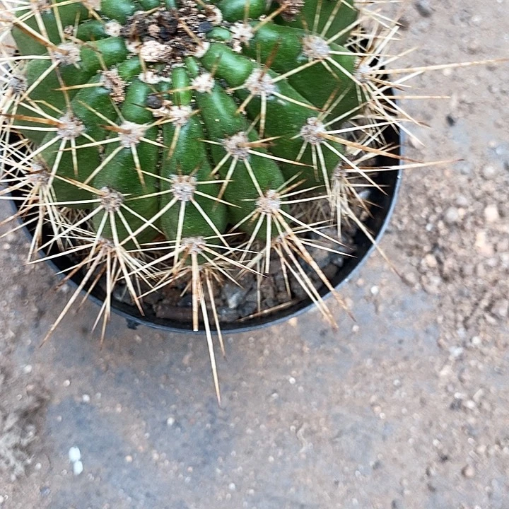 清仓瑕疵七仙女毛花356788