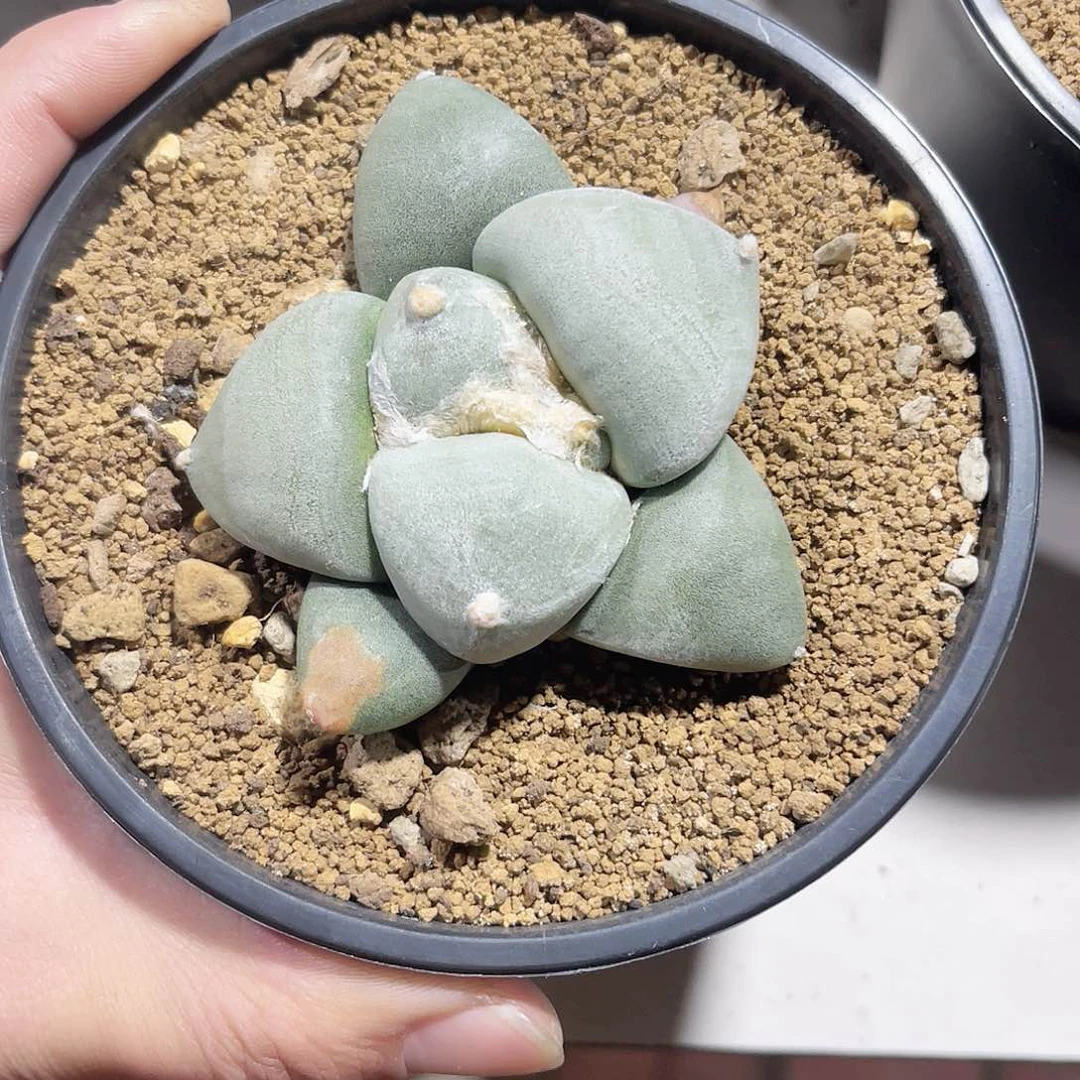 迪***群仙人球仙人球开花