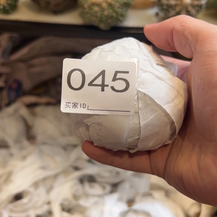 L***L兜星球仙人球045号球