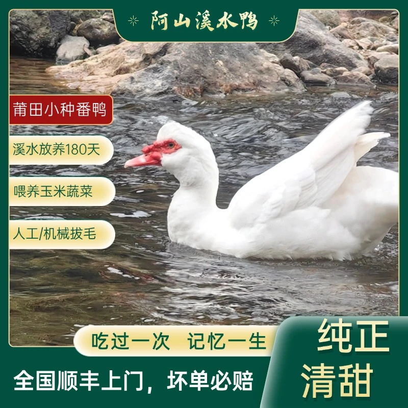 阿山溪水鸭正宗莆田红鼻番小种农家散养土鸭老鸭汤甜肉香孩子爱吃