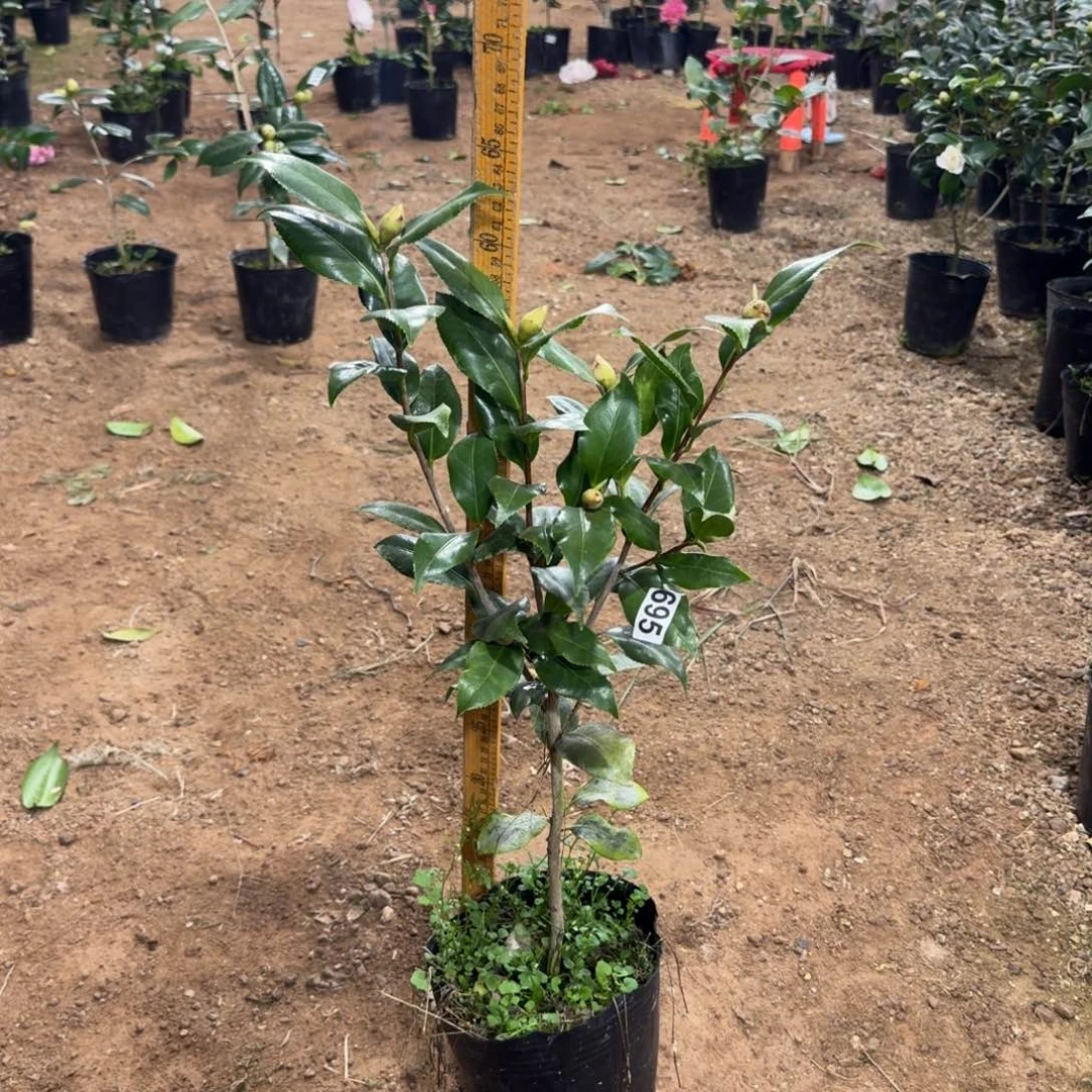 少量花朵（建议范围：2朵-5朵 或40%以下）695黄绣球