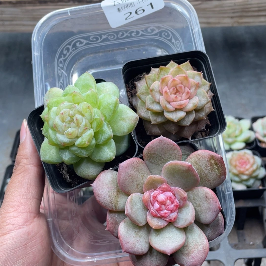 云糖心多肉植物261