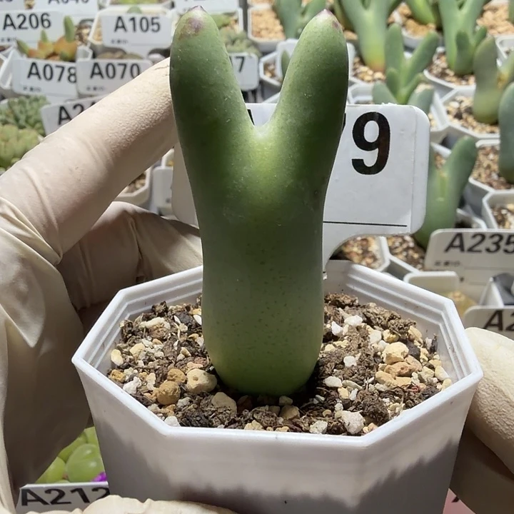 ****莉079。满38包邮肉锥