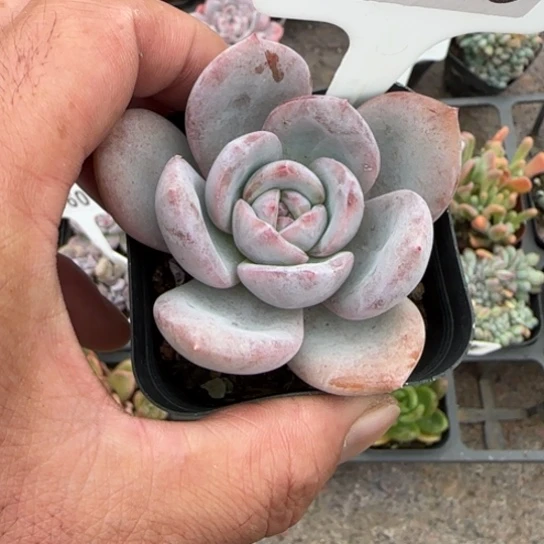 113凤橙多肉植物的