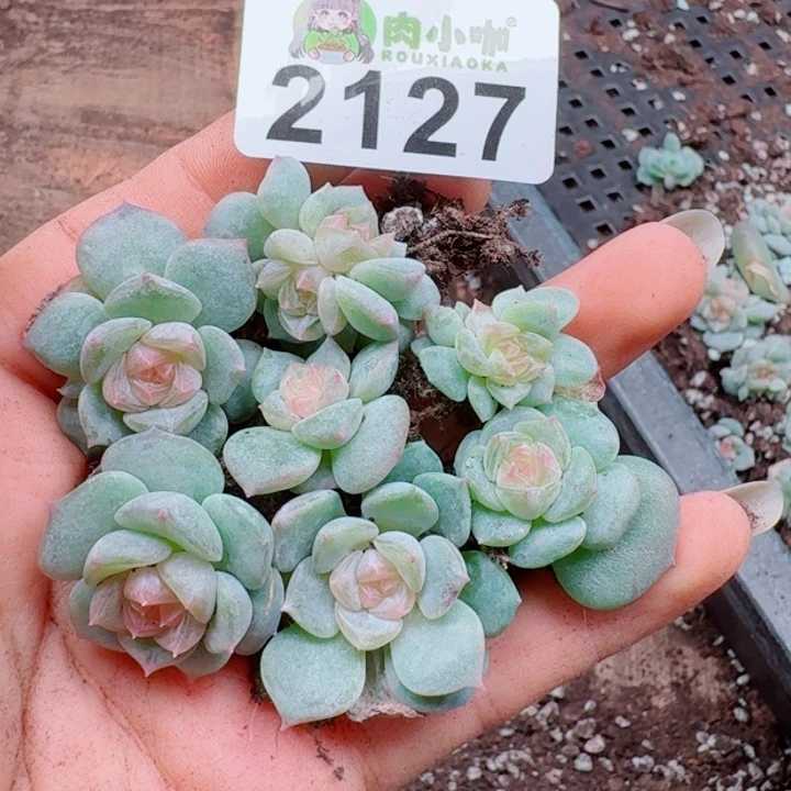 多肉植物多肉植物