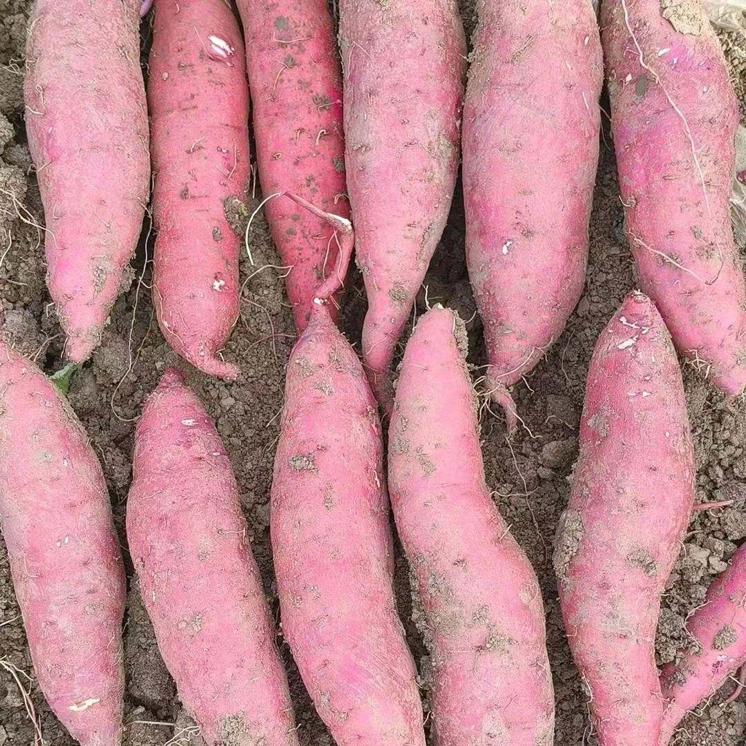 正宗天津宁河岳龙镇红瑶蜜薯香甜软糯新鲜农家特甜5斤装