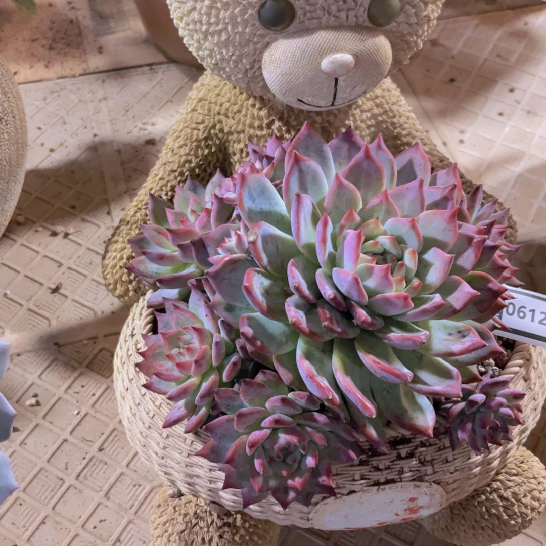 原卡多肉植物06123