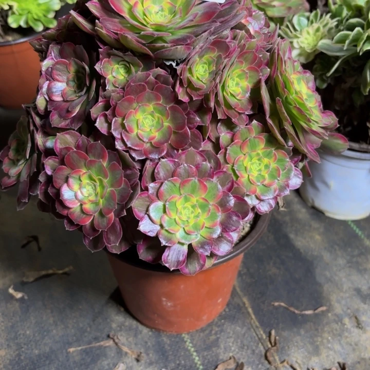 瑞妈，。。。。。。。271安娜，