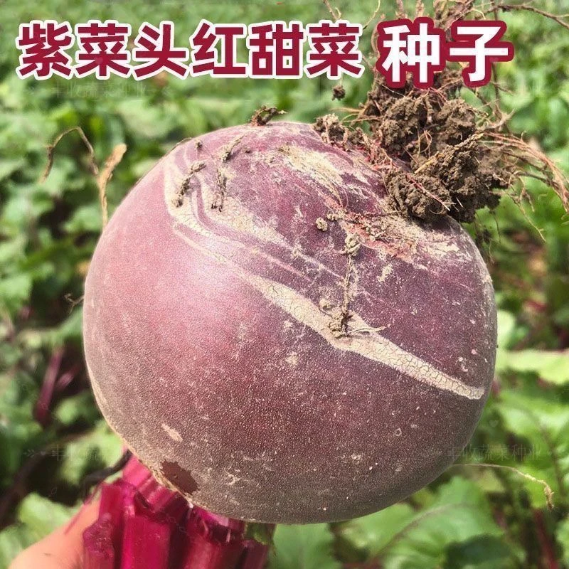 甜菜根种子荷兰紫菜红菜头种子红甜菜紫菜头阳台庭院蔬菜种