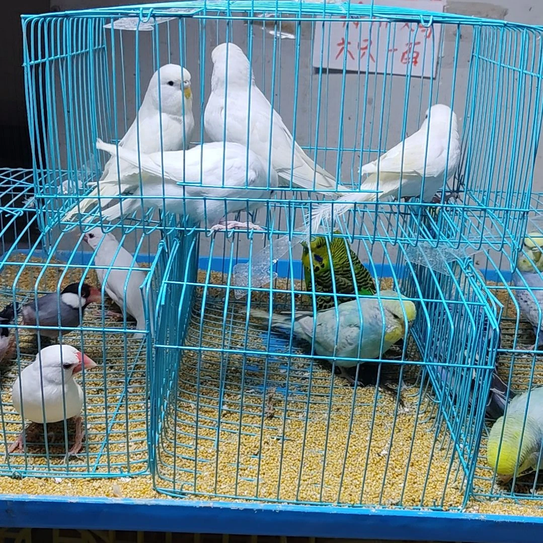 漫***滩文鸟大头虎皮鹦鹉两对白色