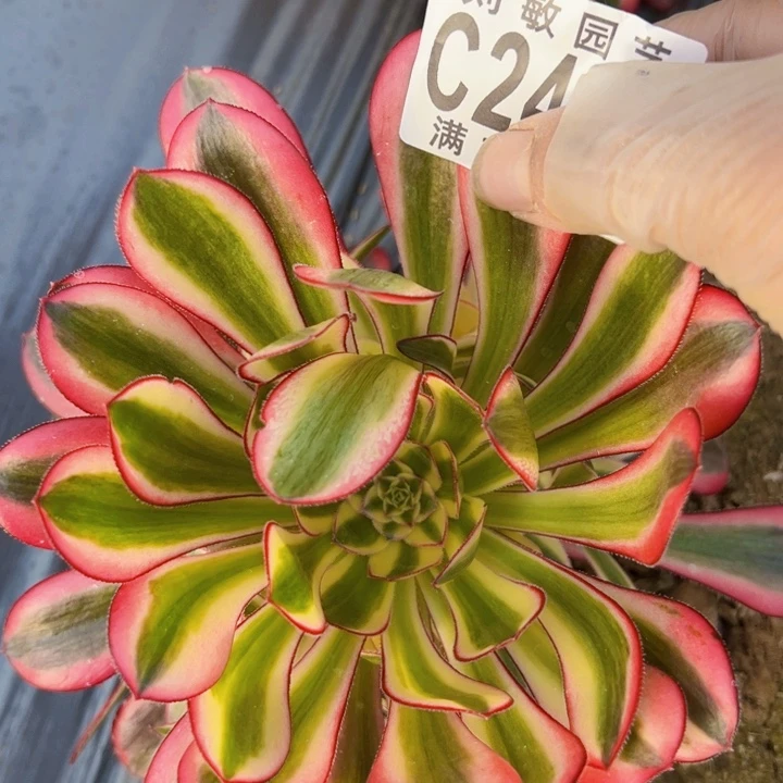 浅***好2436多肉植物法师法师