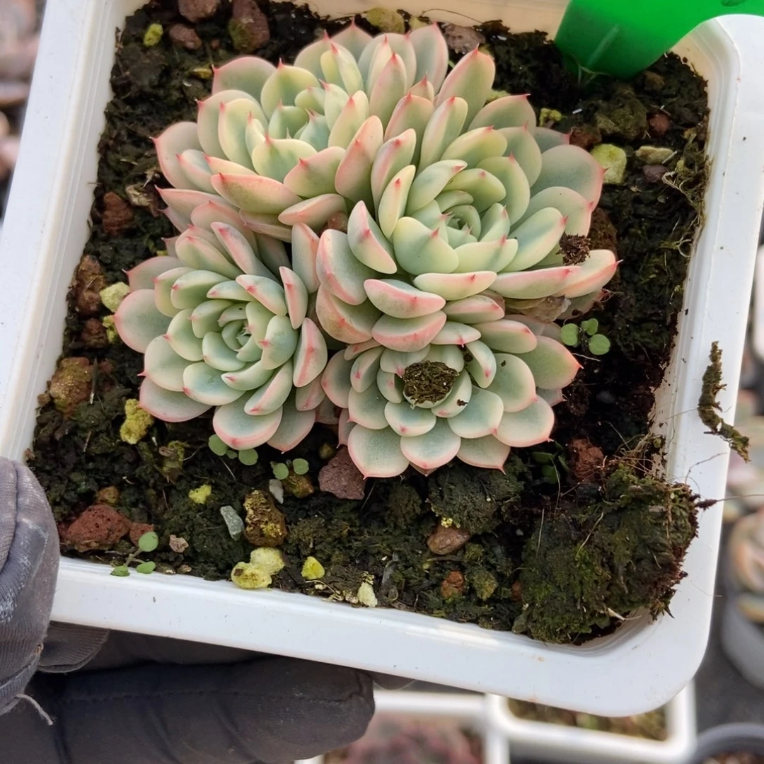 819忌廉锦多肉植物