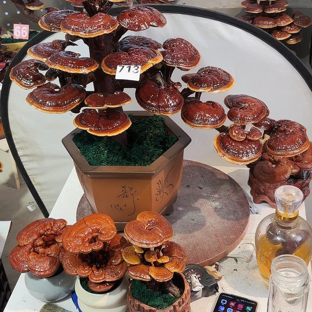 《***》无花朵灵芝5888888888888888888