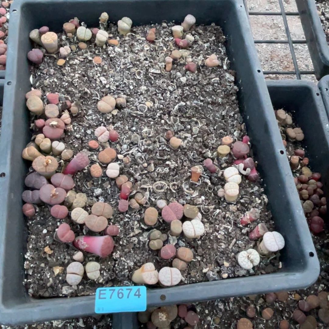 初***见7674筐福利不售后