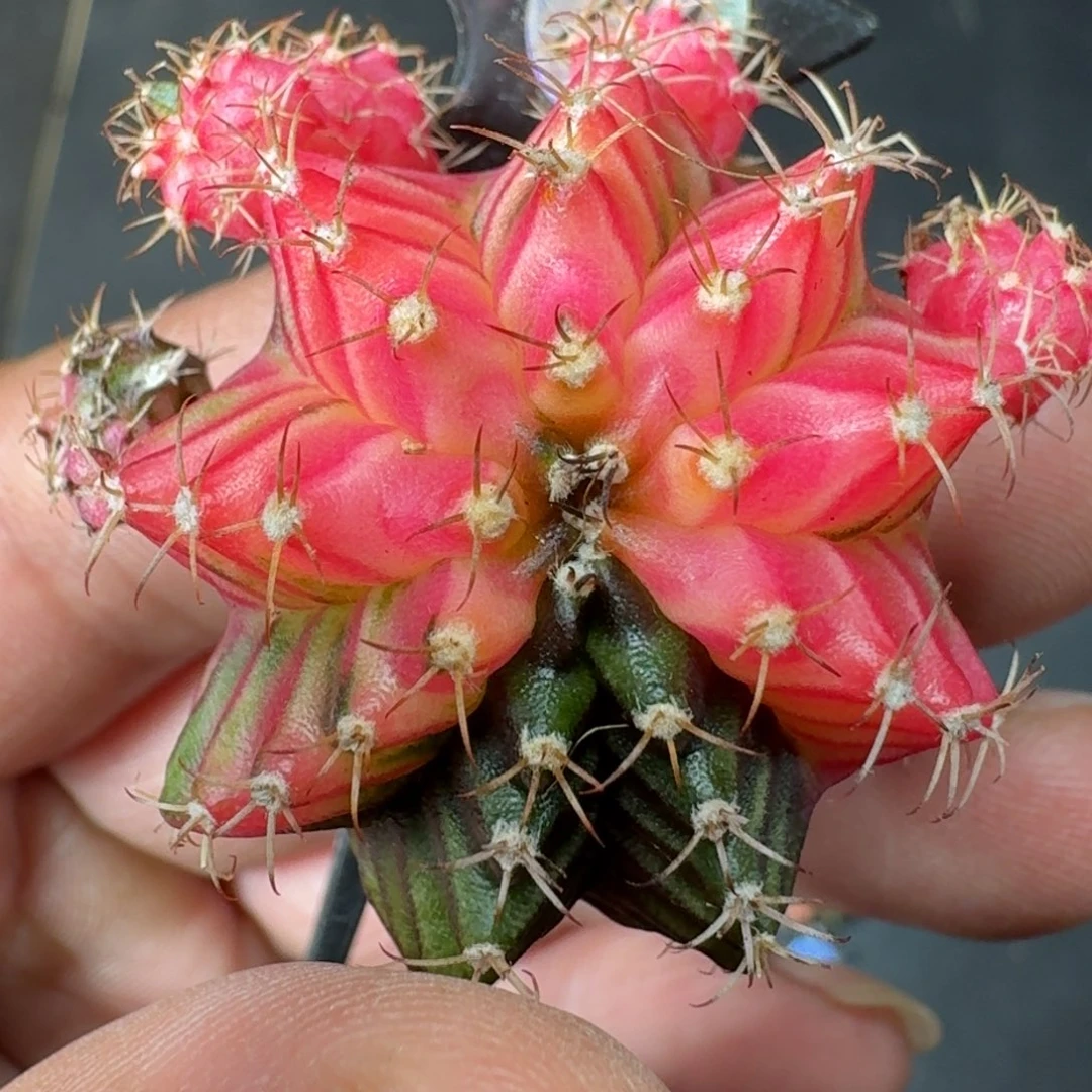 米哈实生自然锦泰国进口母球214