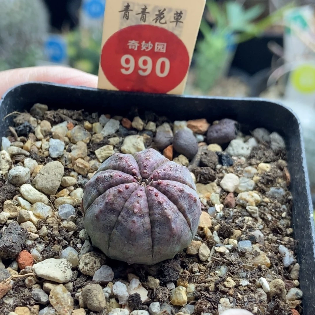 实生胭脂布纹球2.4cm一棵仙人球