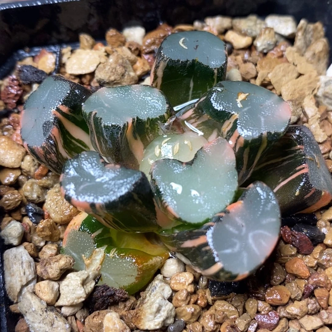 247大明湖万象锦一物一拍