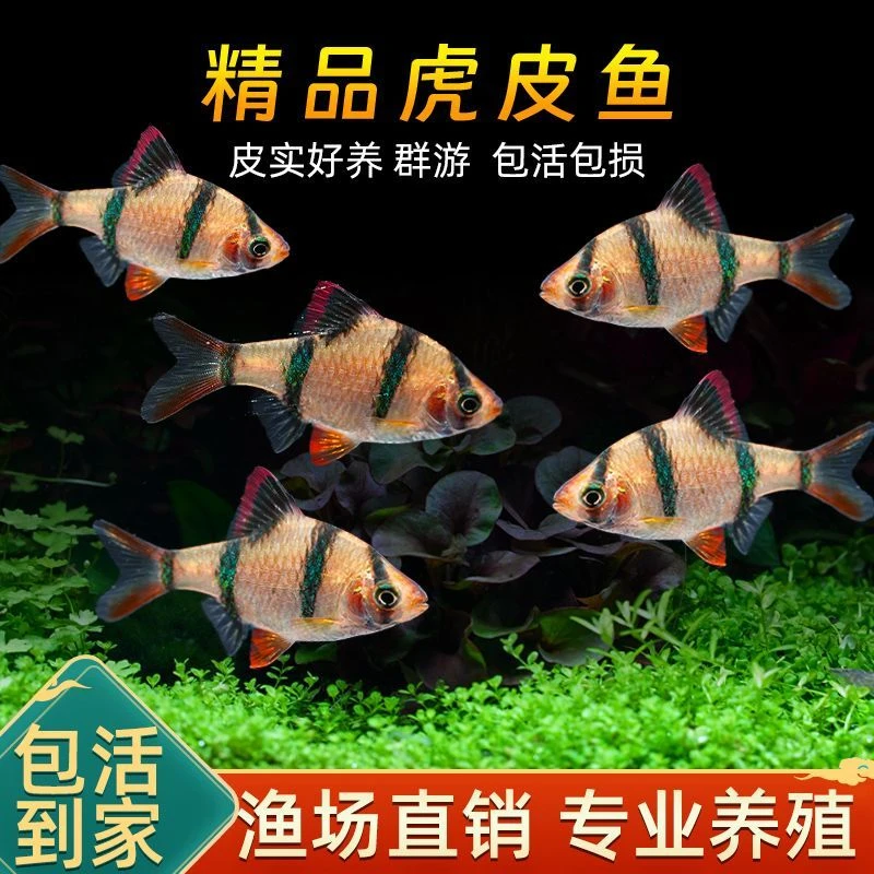 新手好养虎皮鱼鱼观赏鱼荧光虎皮绿虎皮热带观赏小型活体宠物鱼