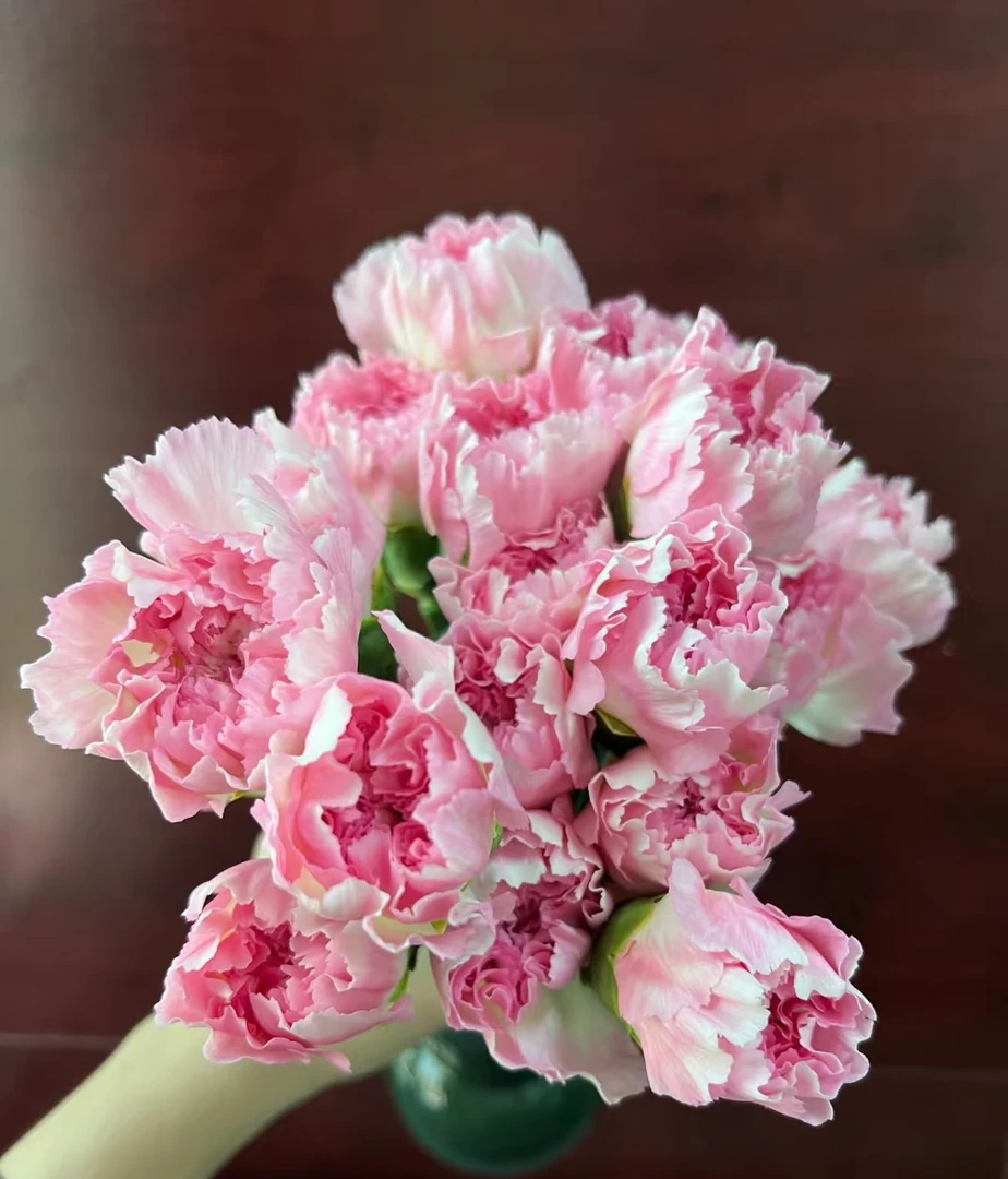 【一件包邮】元宝单头康乃馨20支    云南  基地  鲜花