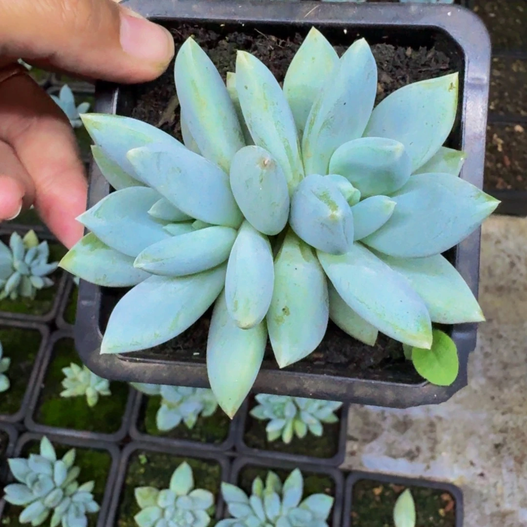 伊丽莎白 双头 一物一拍