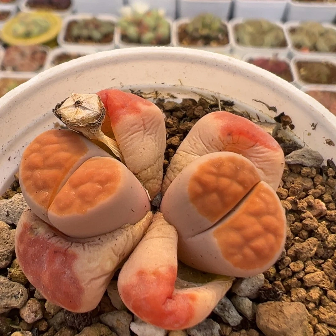 19多肉植物百科知识