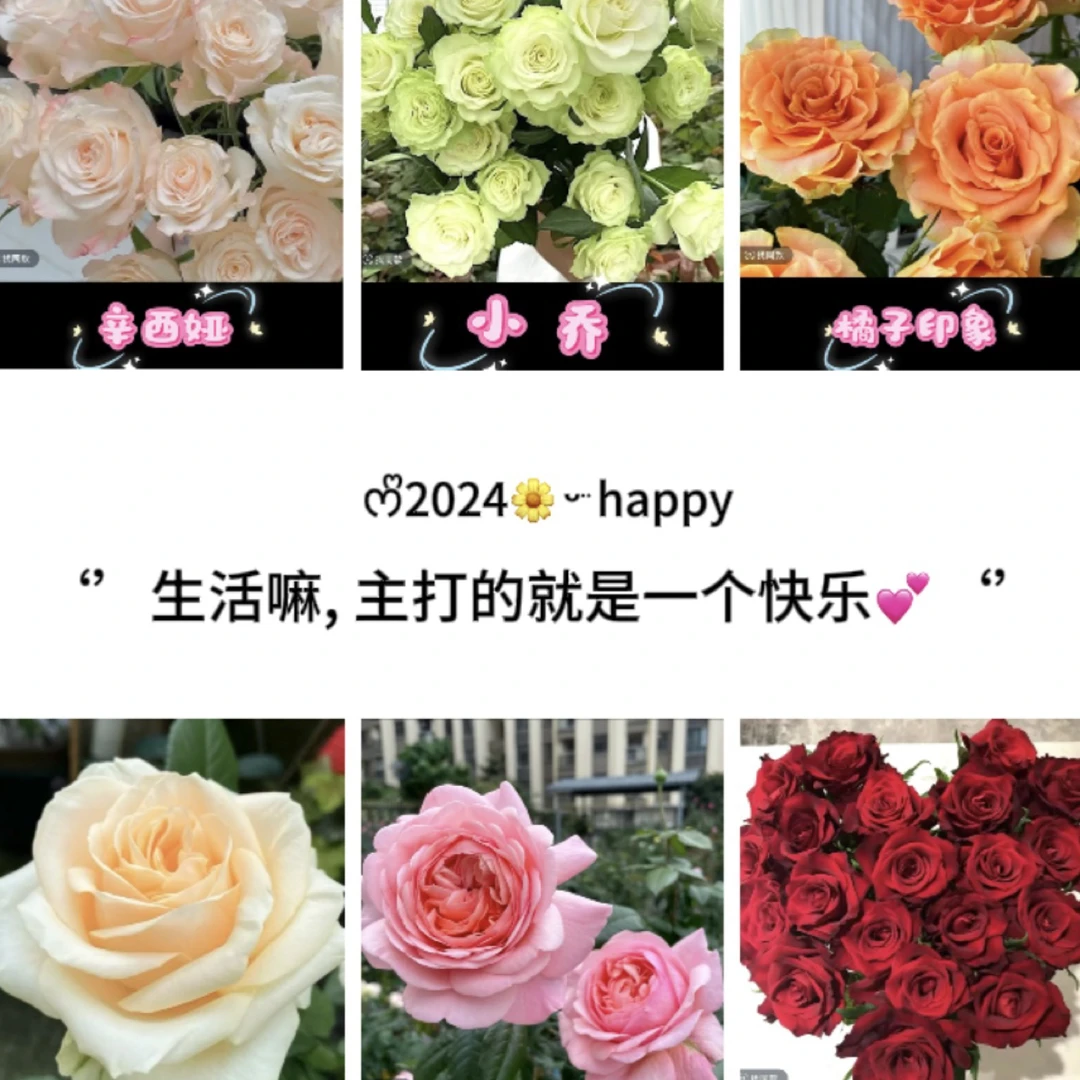 『两盆更划算』一物一拍180盆月季室内室外阳台庭院盆栽地栽