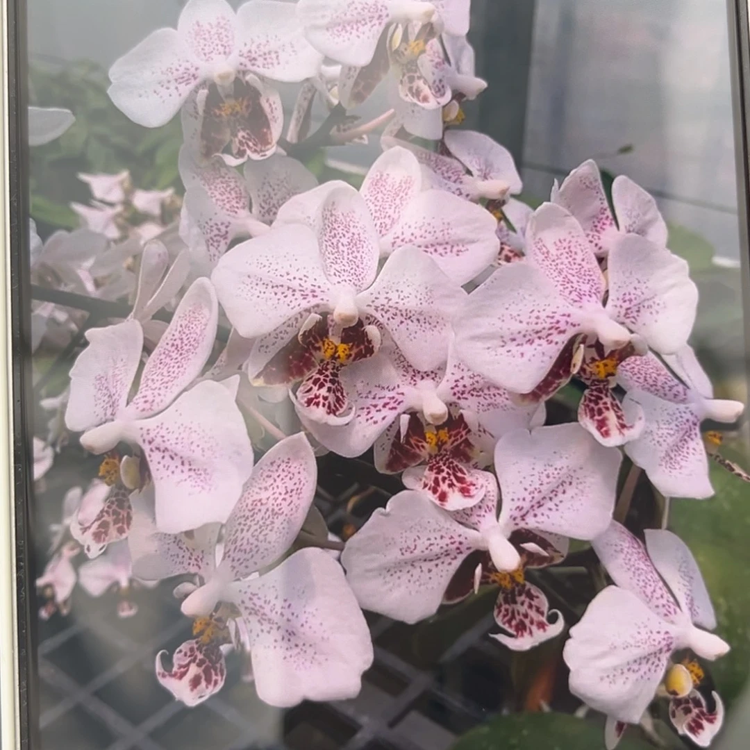 无花朵4寸乔治分生苗