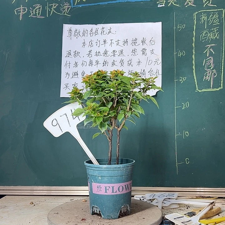 当前无花栽培后可以开花双杆 塔橙974