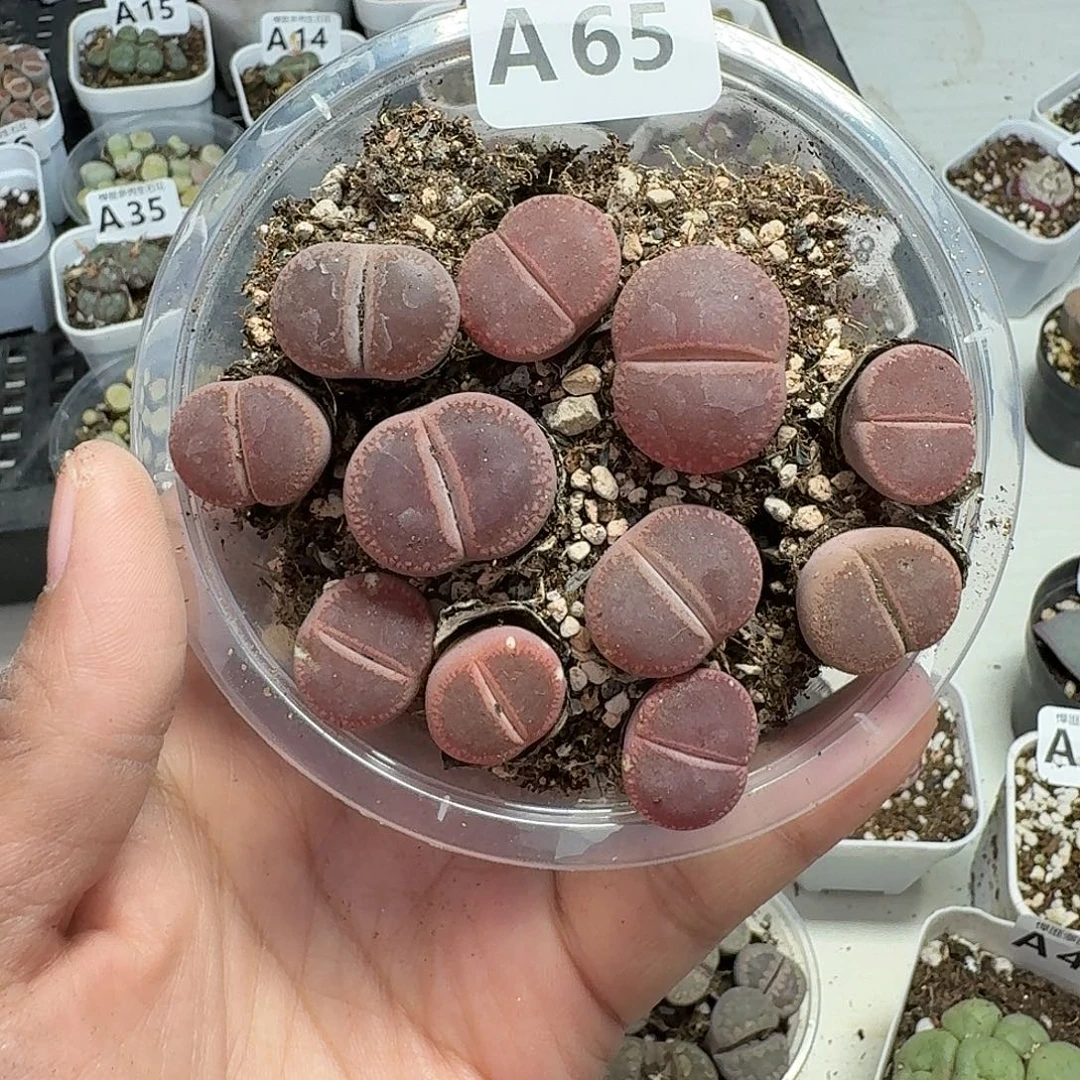65多肉植物多肉植物