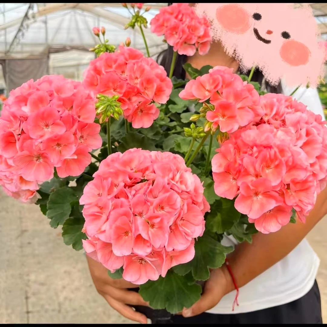 【菲舍857】-直立天带花苞中苗包对版
