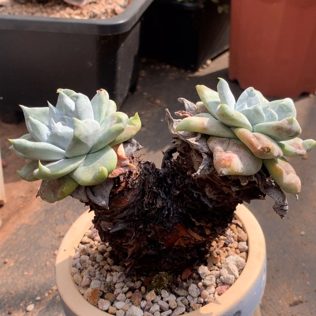 泡*个体，多肉植物