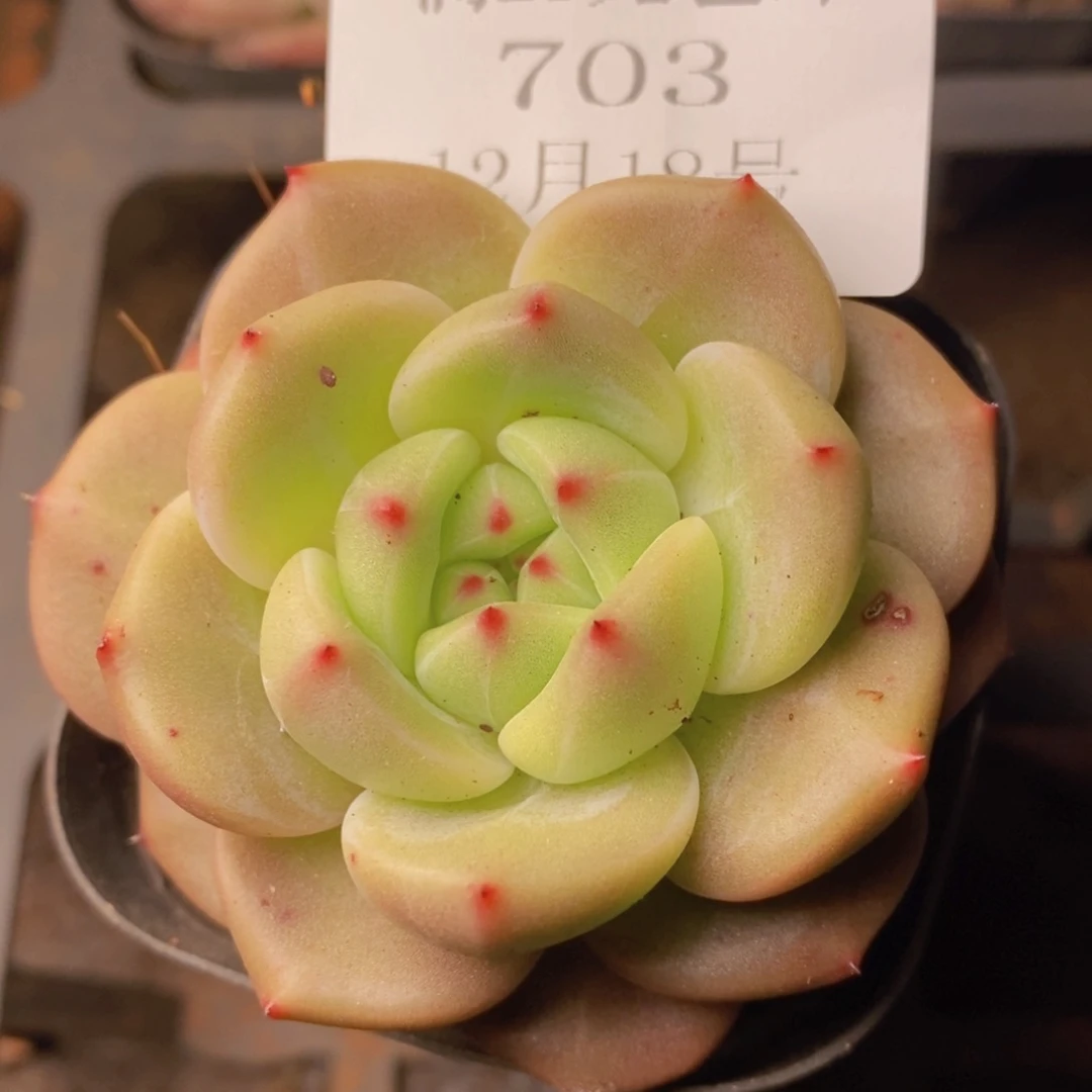 把自己照顾好就行703