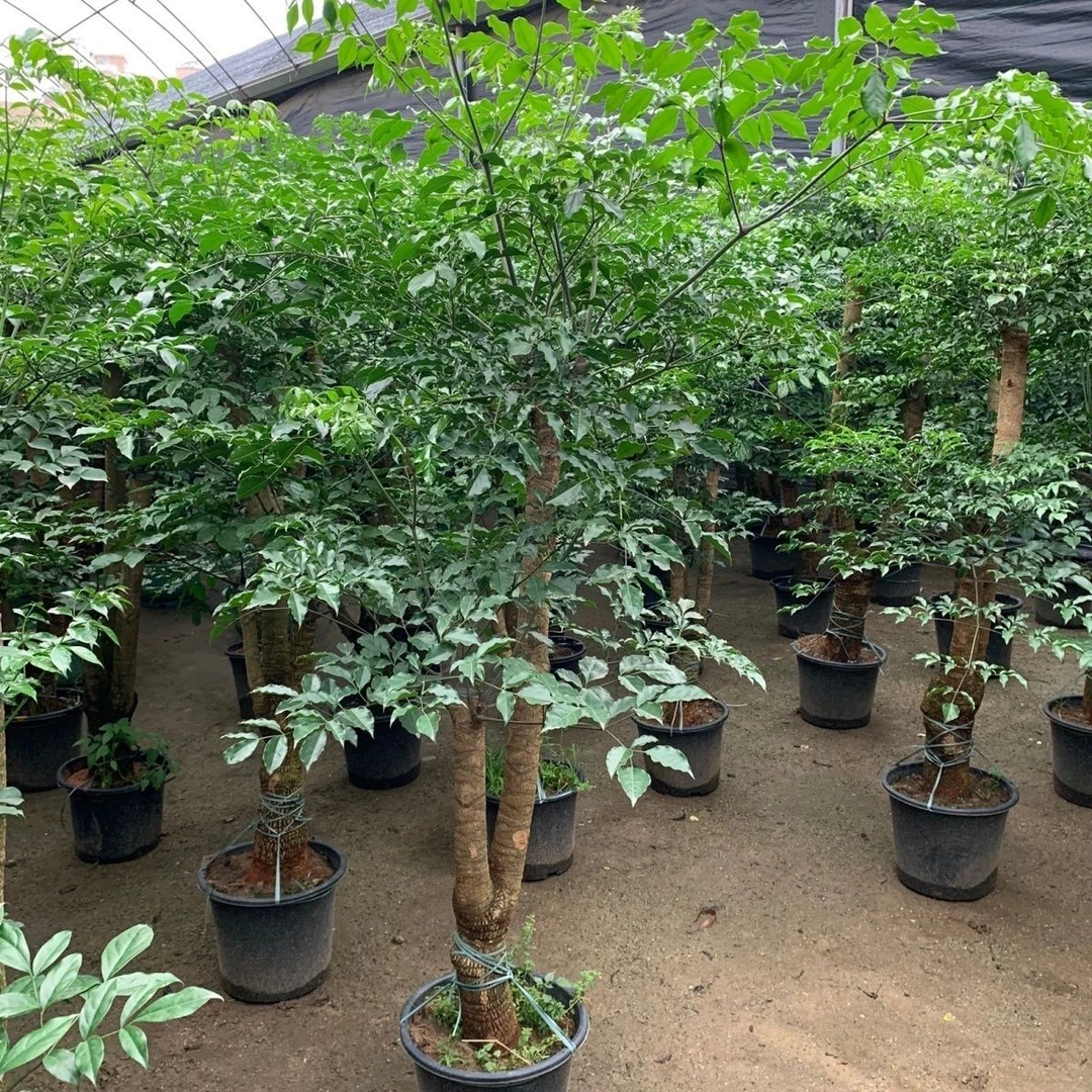 幌伞枫大幸福树盆栽|不是绿宝|大型绿植客厅盆栽办公室内老树桩