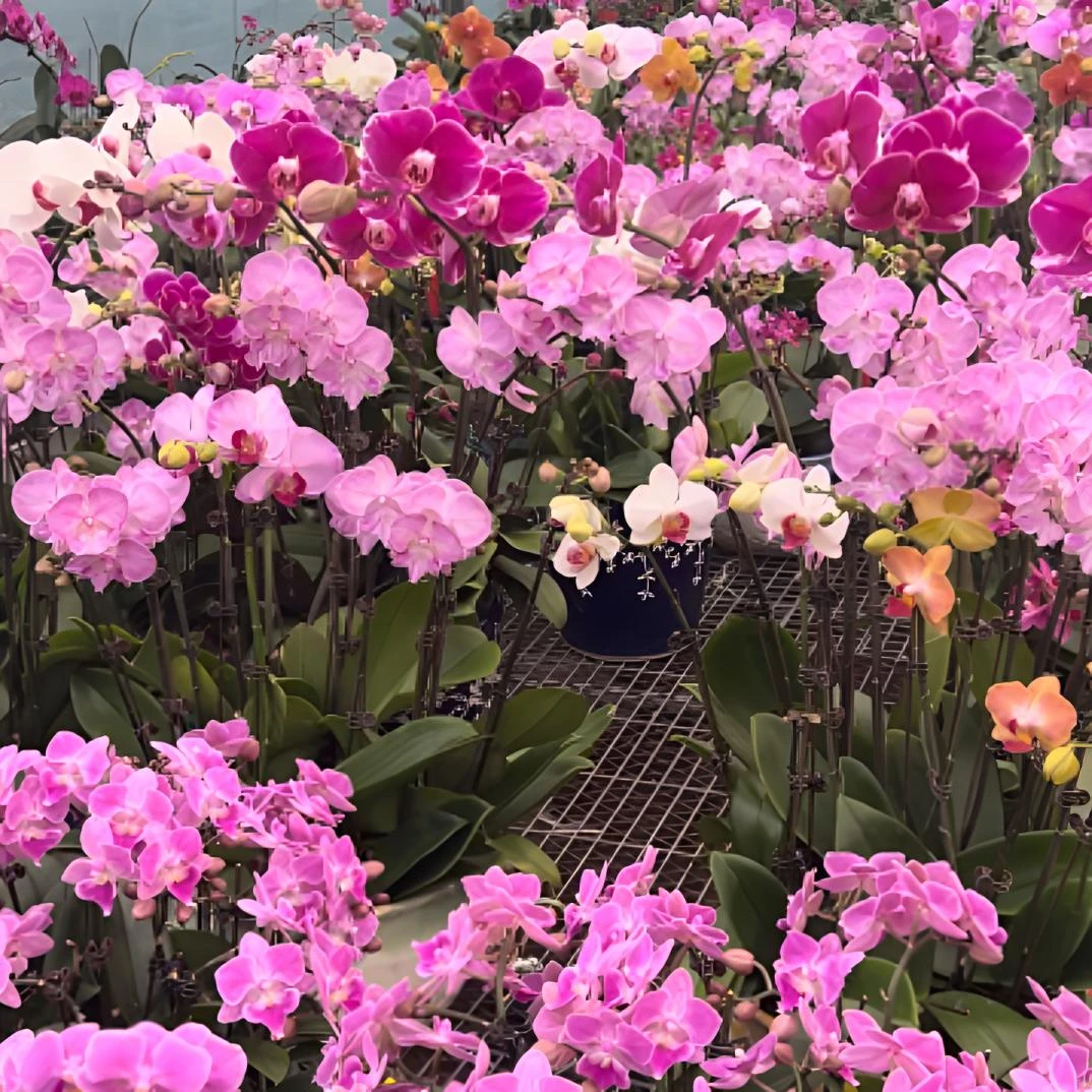 【一物一拍链接】蝴蝶兰 带花发货无售后