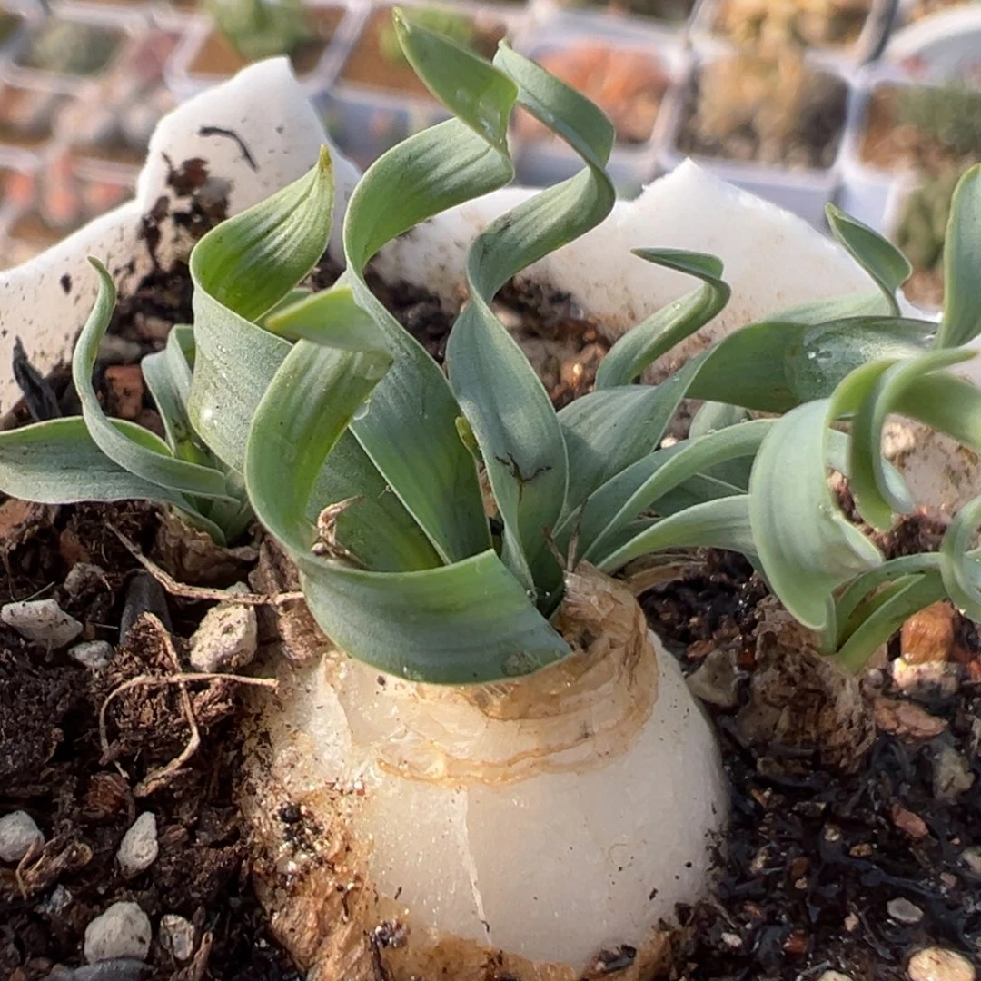 54多肉植物百科植物