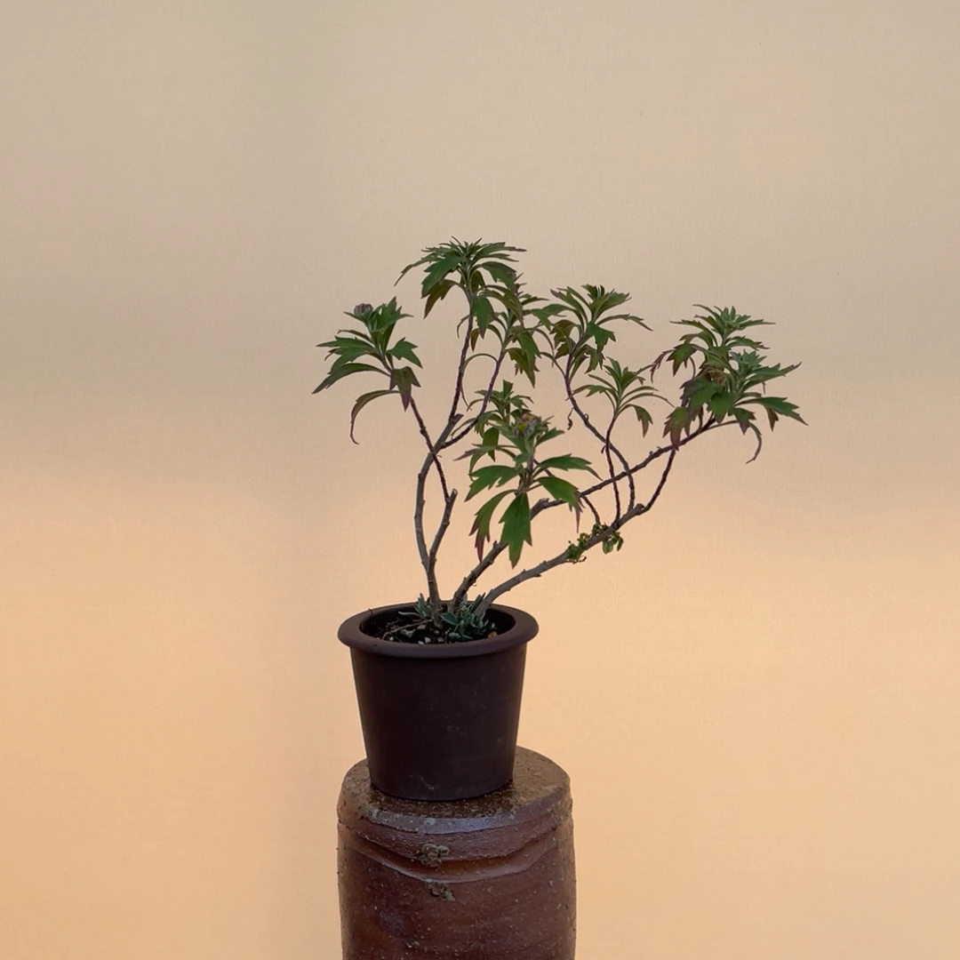 L***'完全开放盆栽植物